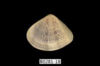 藏品(花蛤)的圖片